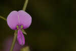 Pine barren ticktrefoil